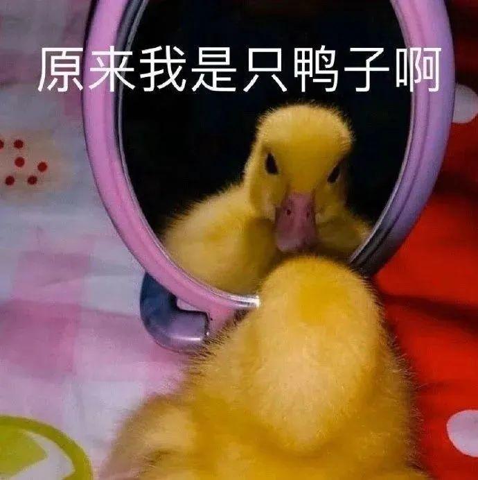 照镜子表情包