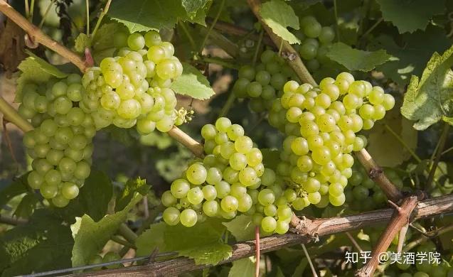 雷司令 | 每天3分钟,读懂一个葡萄品种 - 知乎