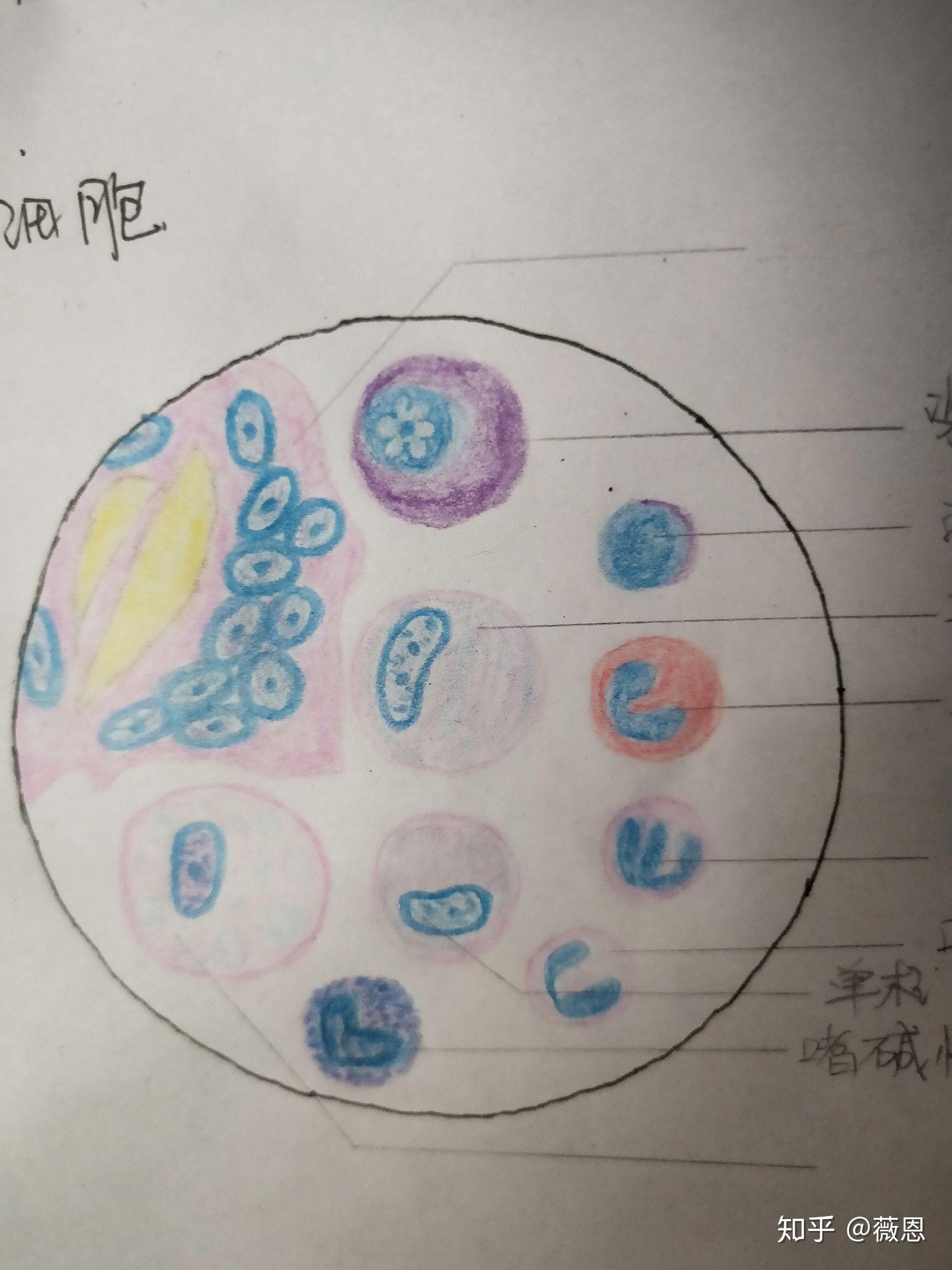 中性粒细胞绘图图片