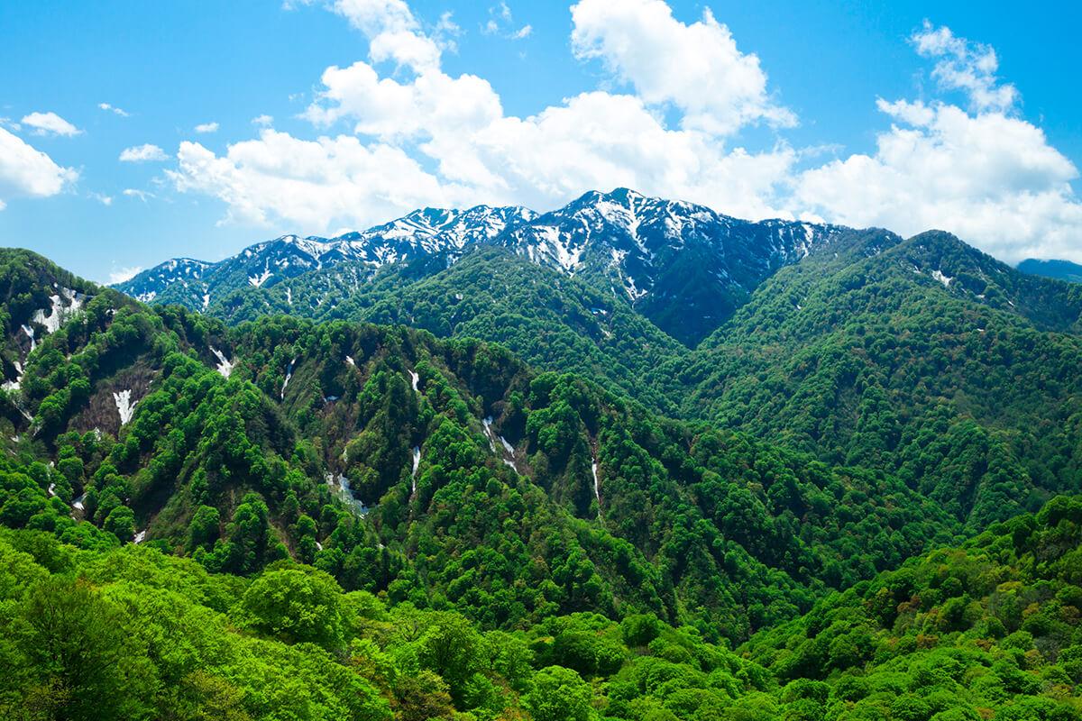 毛榉森林 白神山地 知乎