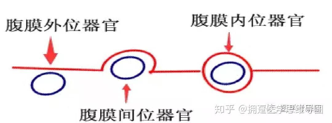 网膜孔(winslow孔, 网膜囊的人口),在成年人,是一短的约为3cm高的垂直