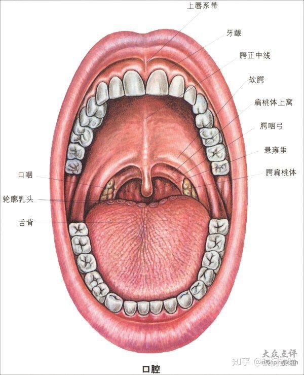 使用哼鸣练唱法(123454321)带入共鸣并分组练习 发en有微弱的头腔共鸣