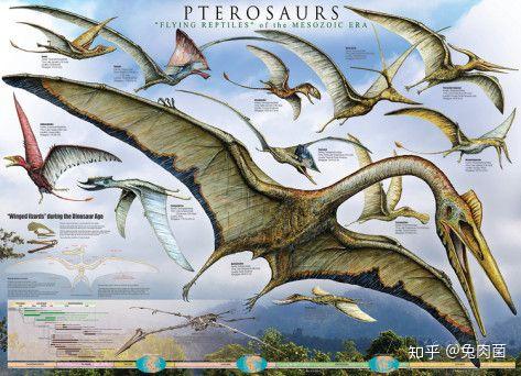 铁之翼龙白垩纪的信天翁那场灭绝的幸存者灭绝记