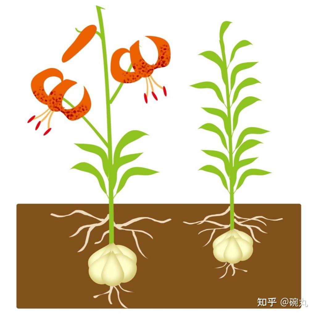 日语中一般称作百合根(ユリネ/yurine),也就是指百合的鳞茎