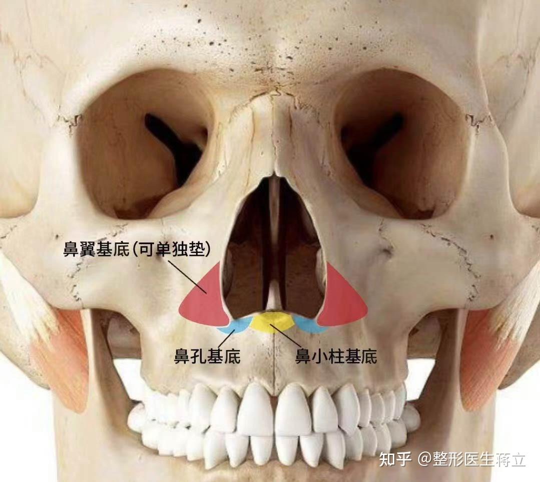 骨性鼻腔外侧壁-外科学-医学