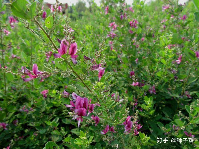 截叶胡枝子的经济价值介绍作为牧草饲养价值高吗