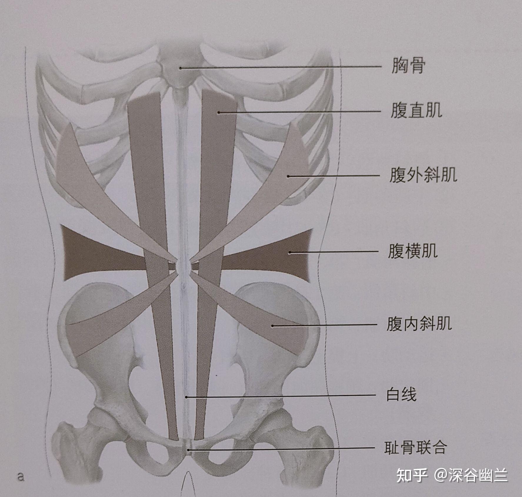 沿同一方向继续,螺旋线从髂前上棘下方和髂嵴边缘开始,腹内斜肌纤维与