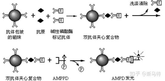 原(抗體)發生免疫反應後,形成固相包被抗體-待測抗原吖啶酯標記抗體