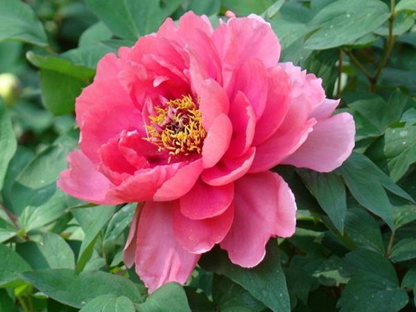 国色天香花中之王 牡丹 知乎 国色天香花中之王 牡丹 知乎