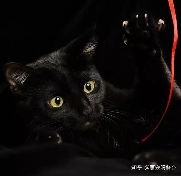 黑知识丨玄猫，辟邪之物；宜置于南，子孙皆宜 - 知乎