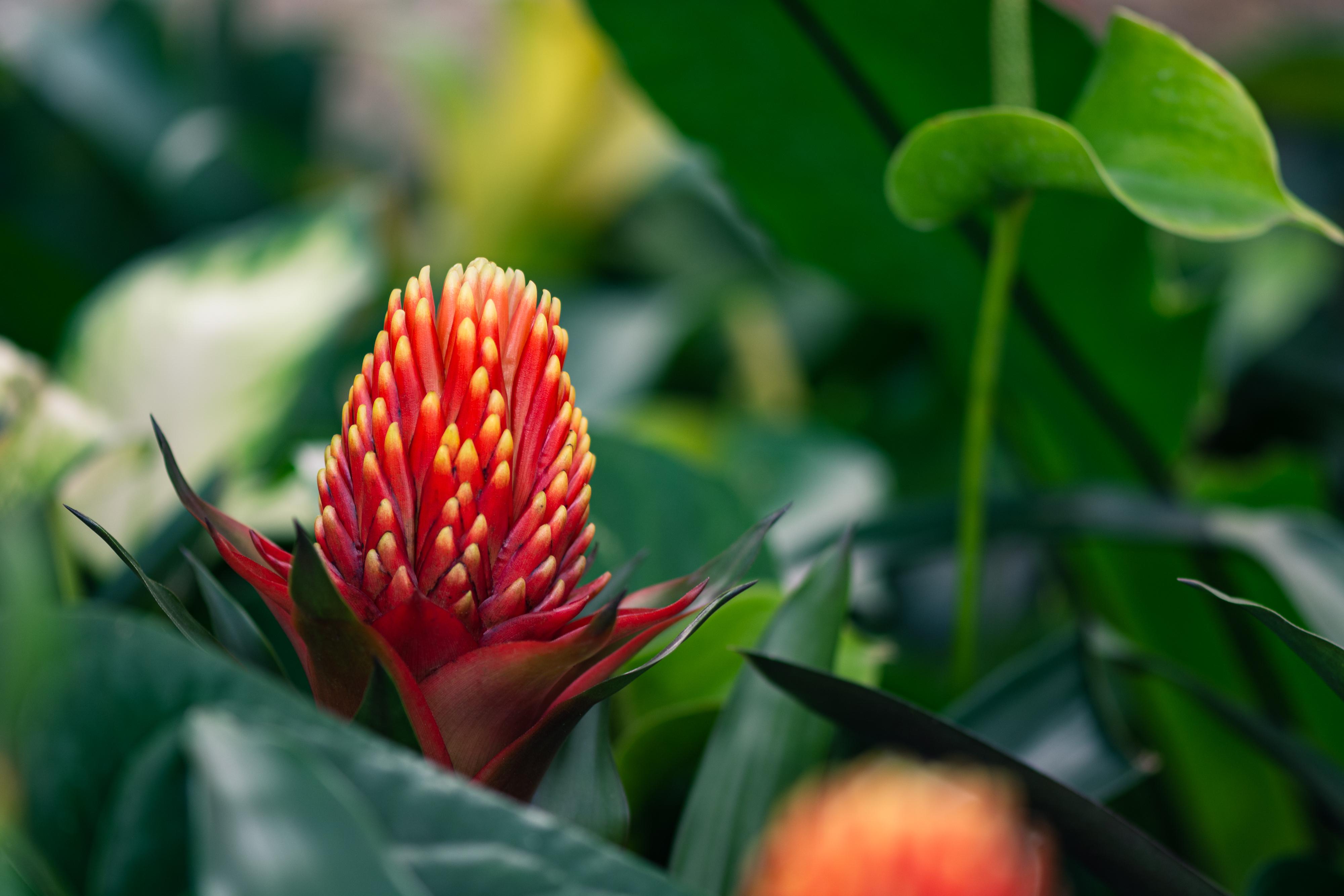 植物园之行第十二季水塔花上