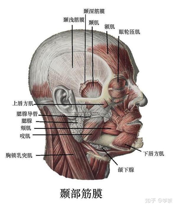 男人长的像女人 女人长的像男人 到底是因为什么 知乎