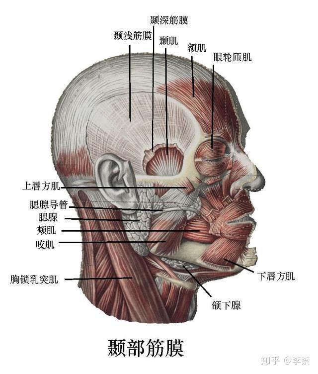 除了这些,肌肉和筋膜走向和脸型也会影响人的特质