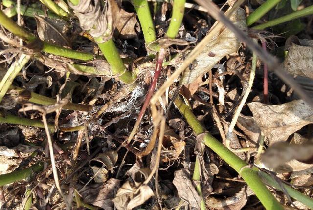 分享一种杀菌剂噻呋酰胺很多作物都能用对花生白绢病防效好