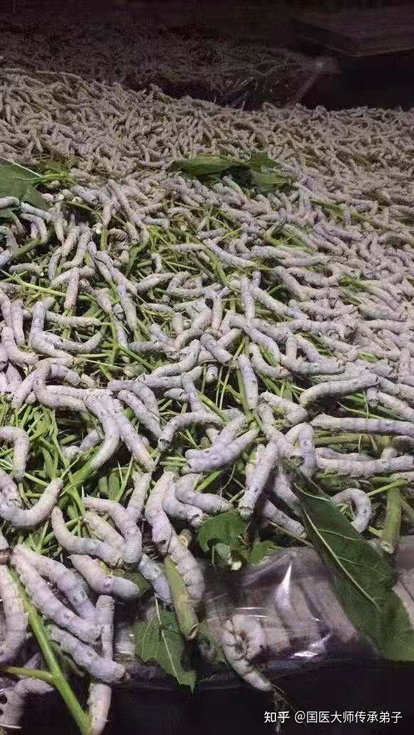 从作茧自缚到化蝶重生春蚕到死丝方尽