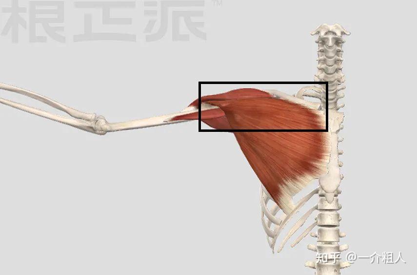 肩部后束肌肉图片