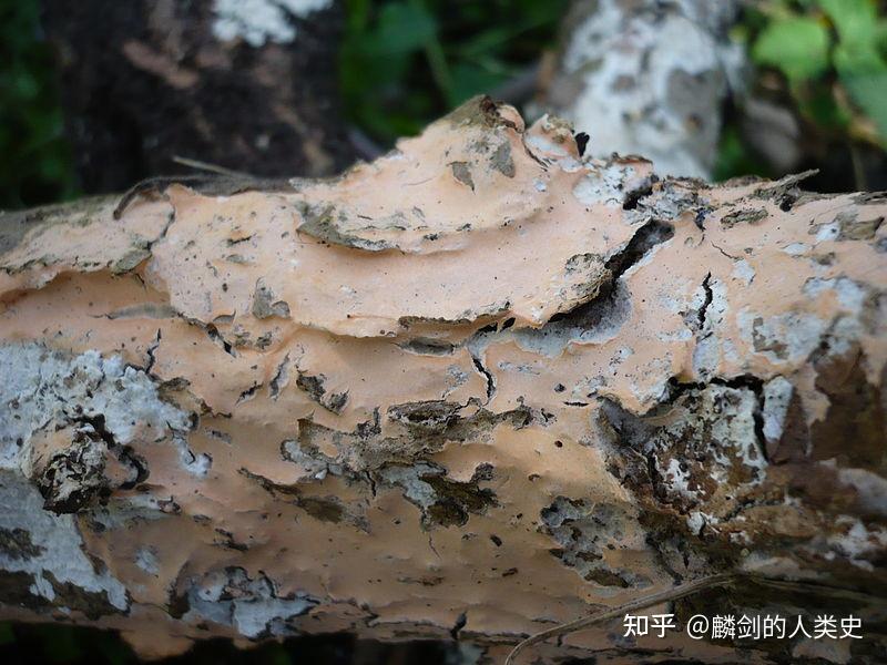【地球生物全系列——从单细胞到人类】伞菌亚门—伞菌纲 - 知乎