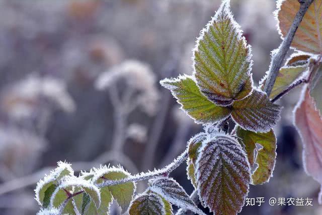 早春降温！霜冻！遇到这种情况，果农该如何应对？ - 知乎