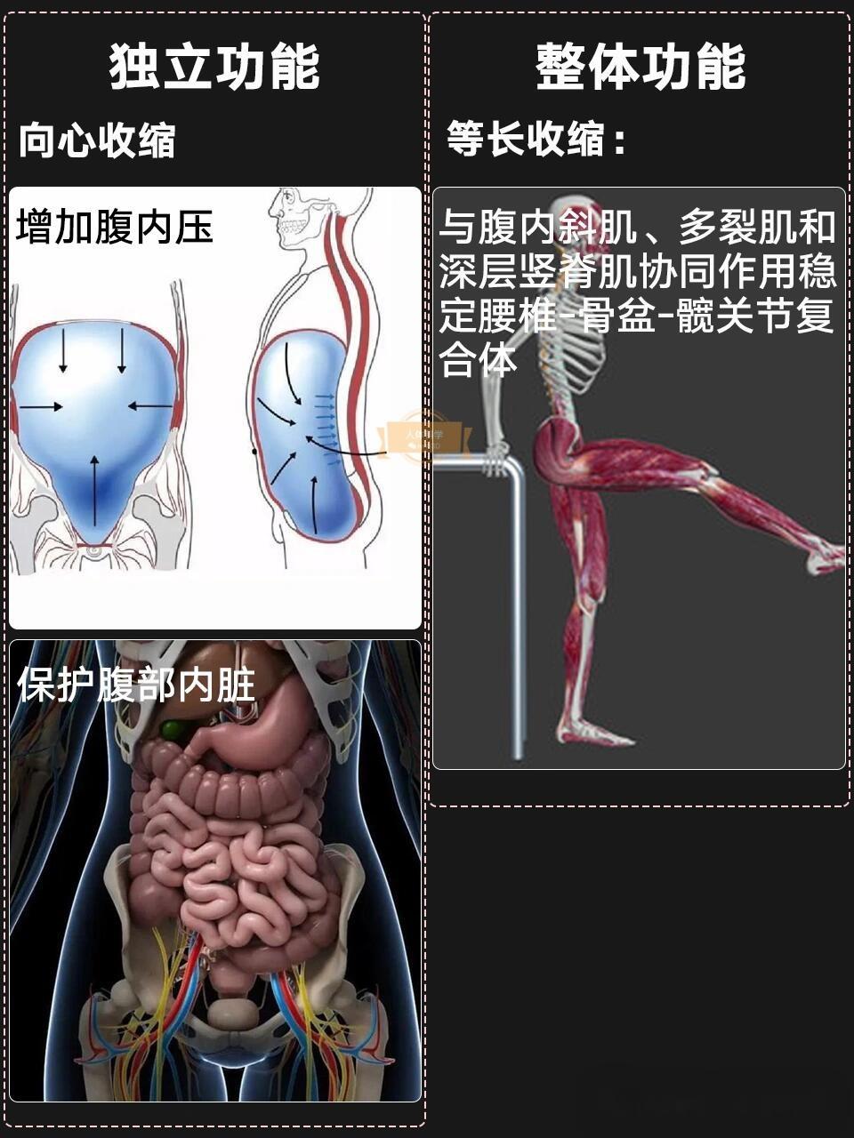 稳定核心的隐形紧身衣