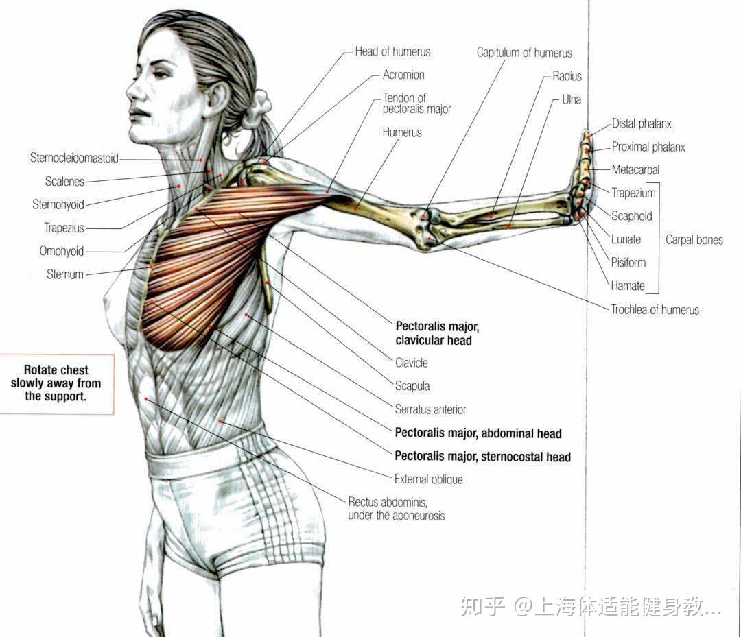 健身中那些不能忽视的小肌肉群之一 《肩袖肌群》 - 知乎