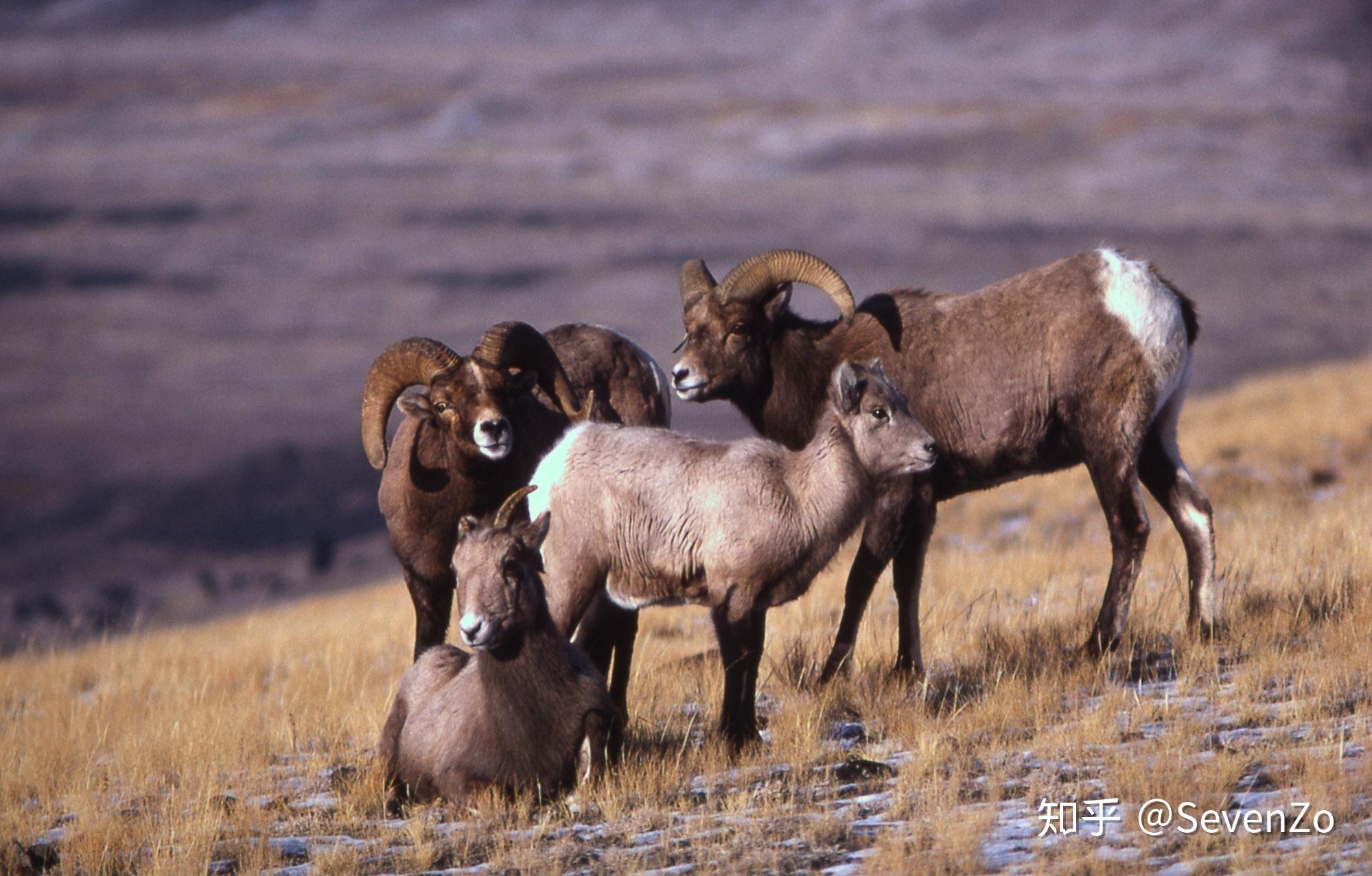 黄石国家公园的美洲野牛，美国怀俄明州 (© Gerald Corsi/Getty Images)