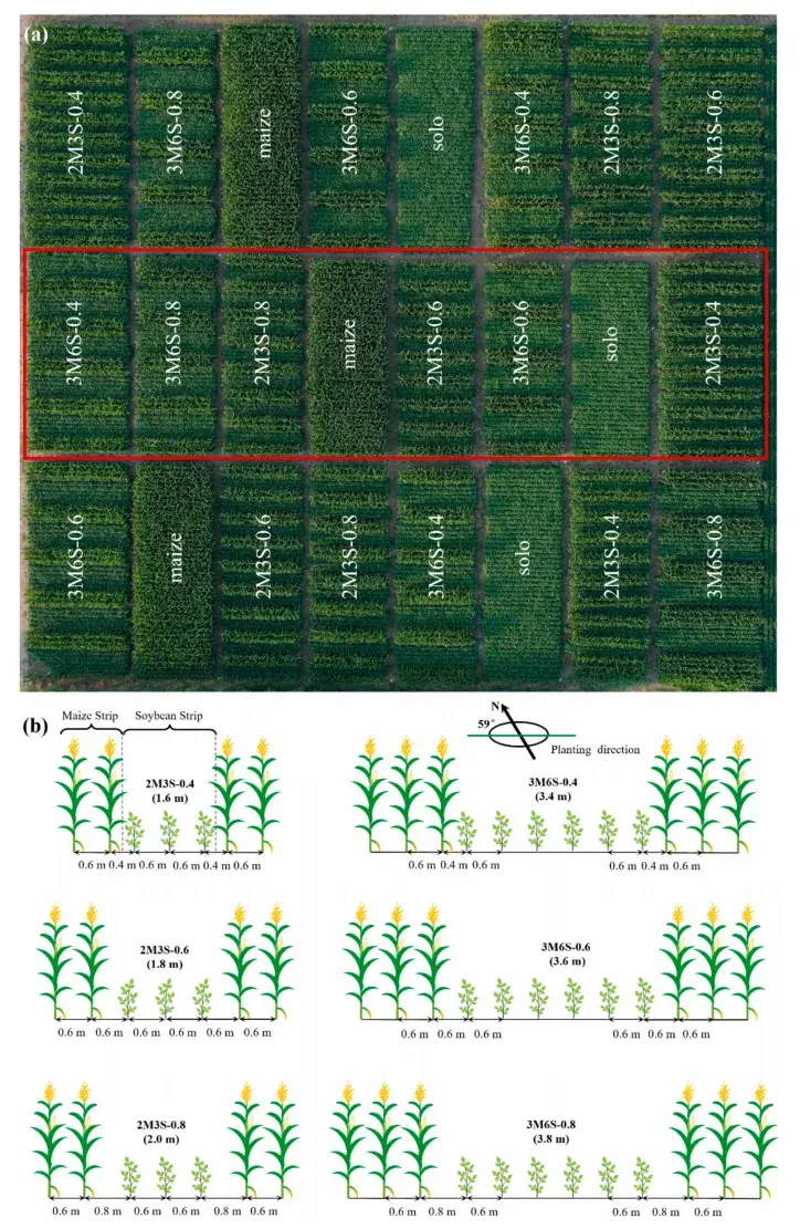 条带间作系统中较低的作物辐射可用性量化 - 知乎