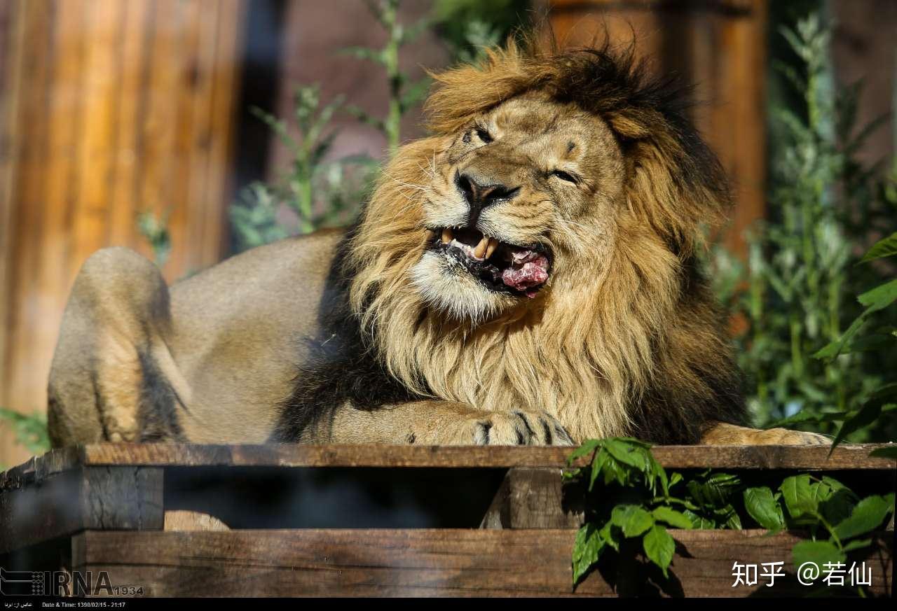 摄影师拍到非洲母狮“吃”孩子 画面难以置信-搜狐大视野-搜狐新闻