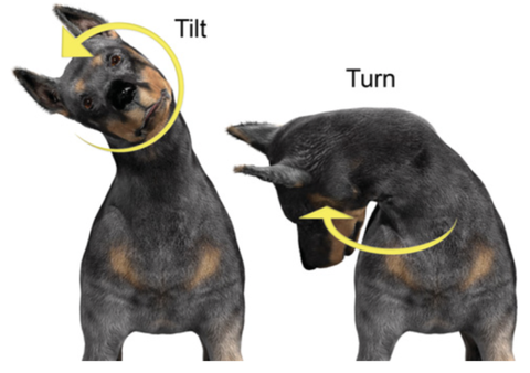 常見犬貓神經症狀識別(1) zhuanlan.zhihu.com