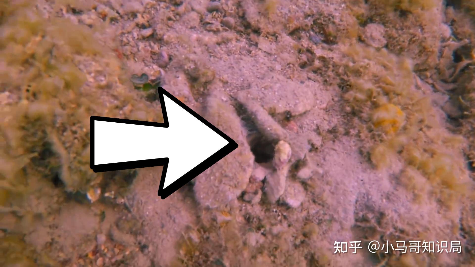 3米长的博比特虫,现场画面比鲨鱼还暴力!