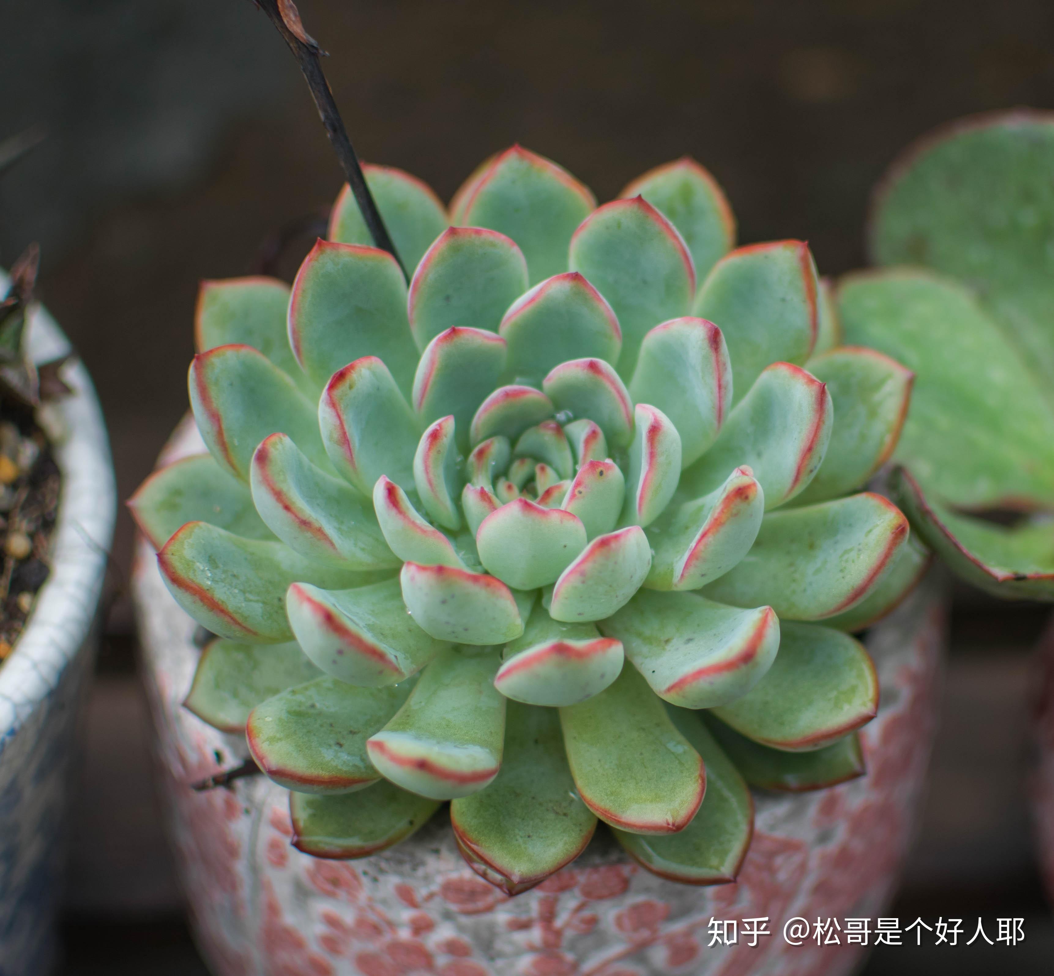 松哥小经验发现花月夜和雨燕座的区别方法