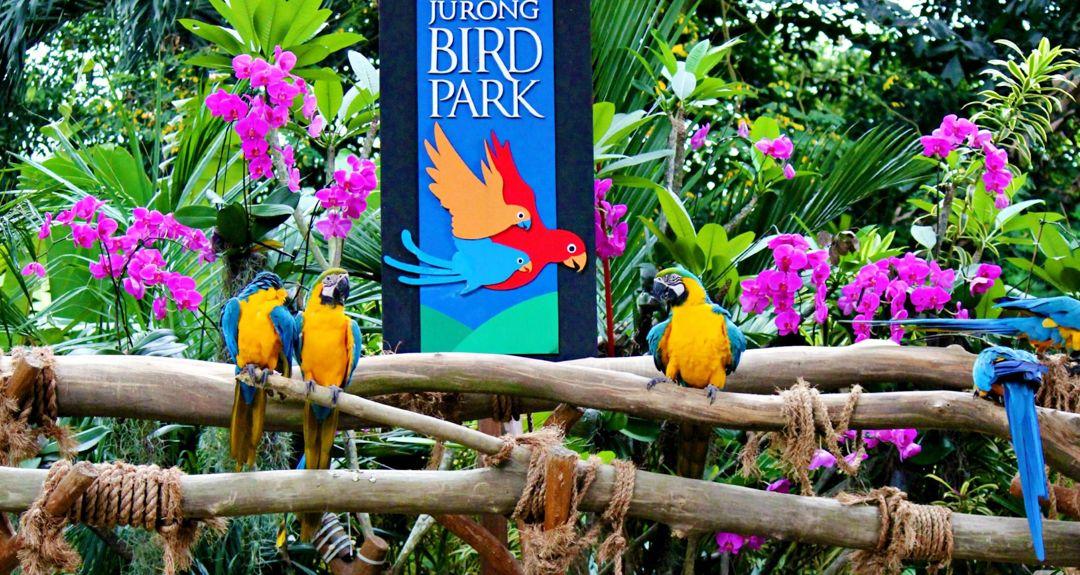 新加坡四大动物园玩好了它们你的新加坡之行才不会有遗憾