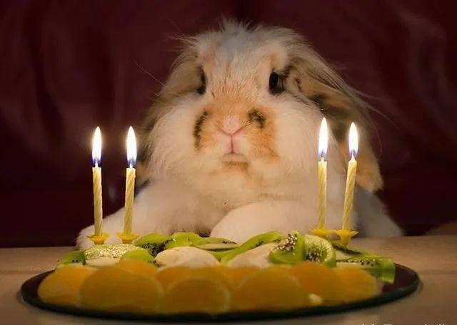 猫带着你给我做的生日蛋糕滚