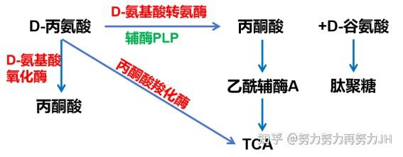 丙氨酸的代谢过程 - 知乎