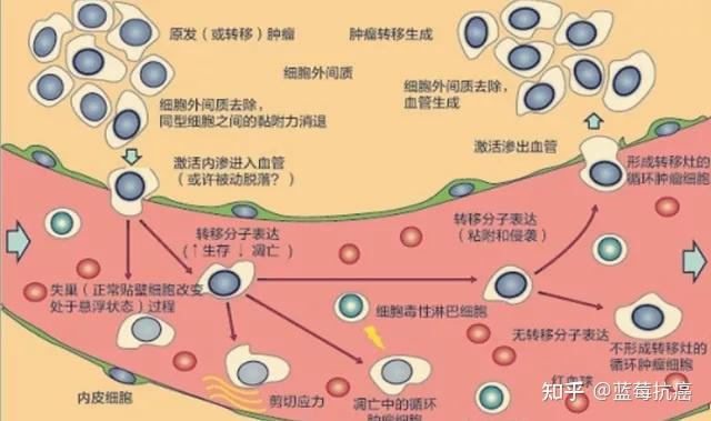 肿瘤细胞为啥会发生耐药转移原因居然跟血液中的一个细胞簇有关