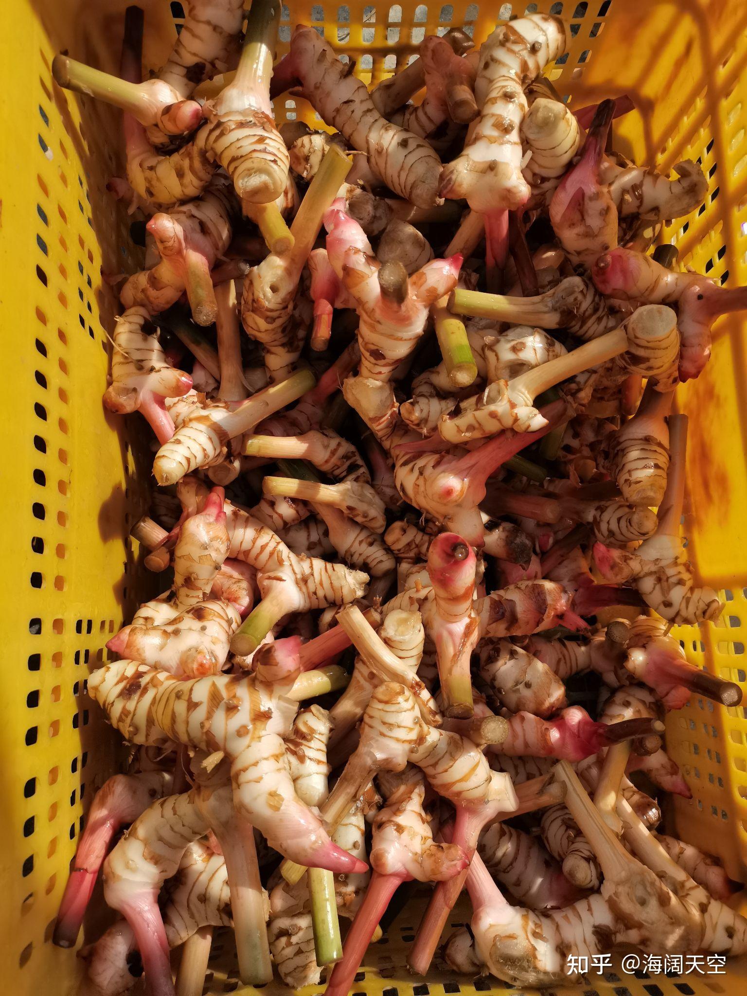 泰国南姜新鲜出炉原生态山姜