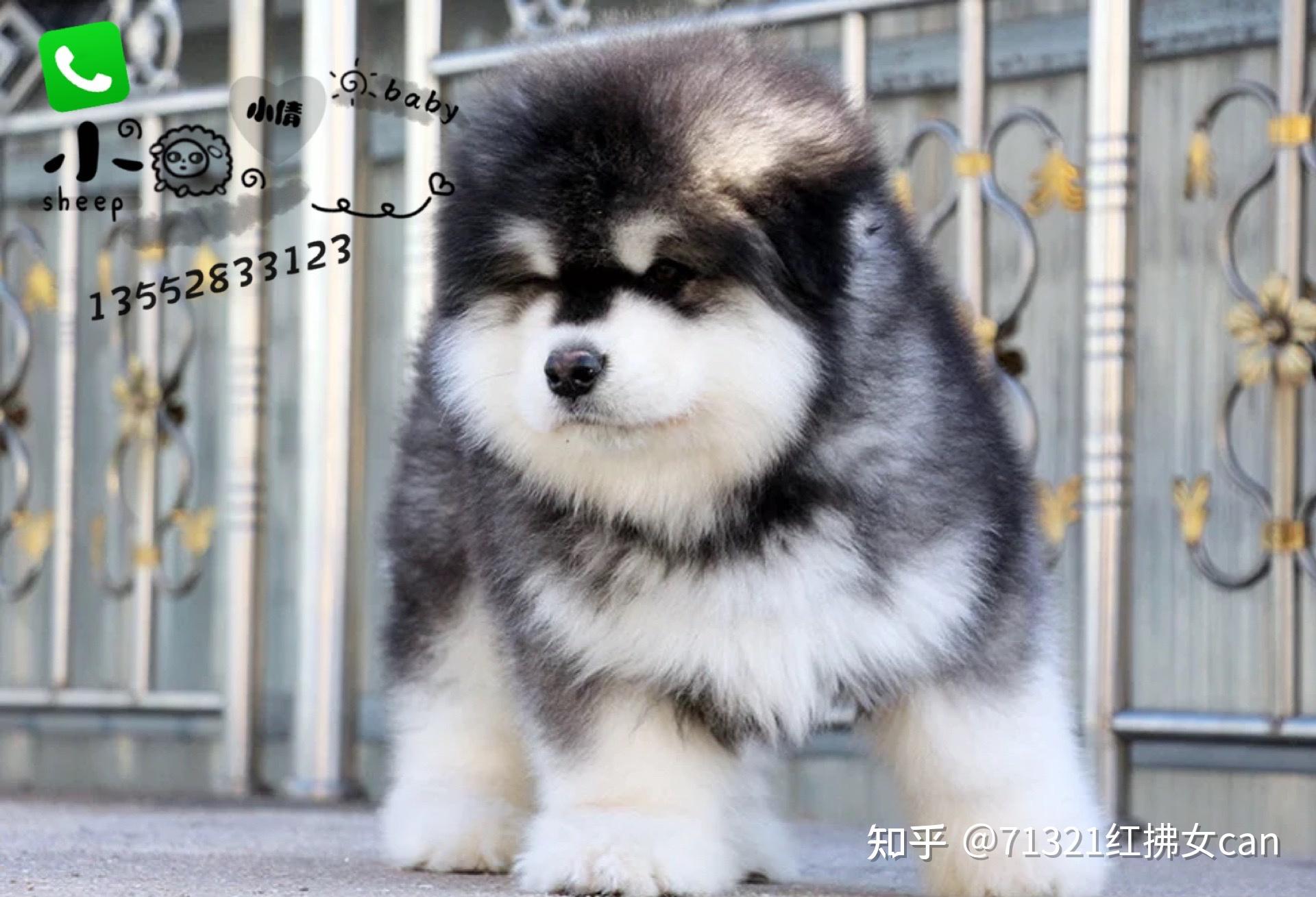阿拉斯加犬价格贵吗,纯种阿拉斯加雪橇犬多少钱一只,哪里可以买到