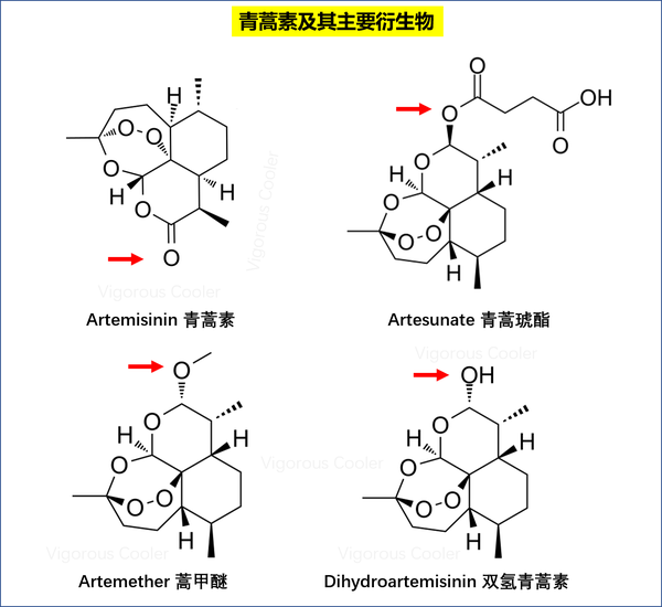 分析青蒿素可有望緩解新冠感染免疫損傷症狀