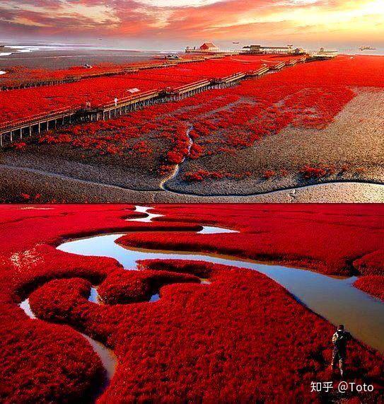 红色花海头像图片