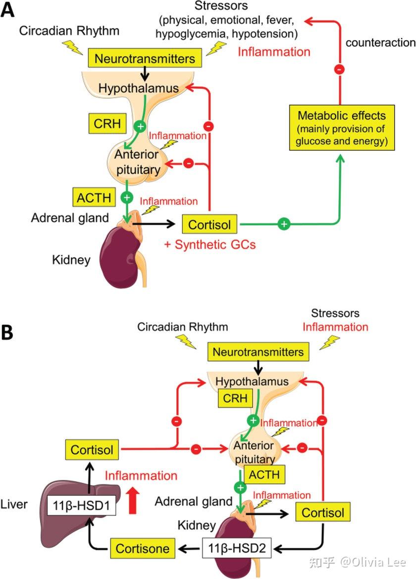 压力管理肾虚与下丘脑垂体肾上腺轴功能失调
