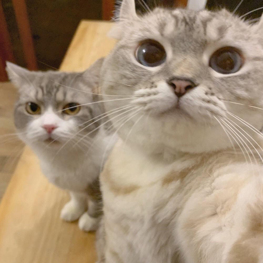 那些可爱的喵喵喵猫猫头像 - 知乎