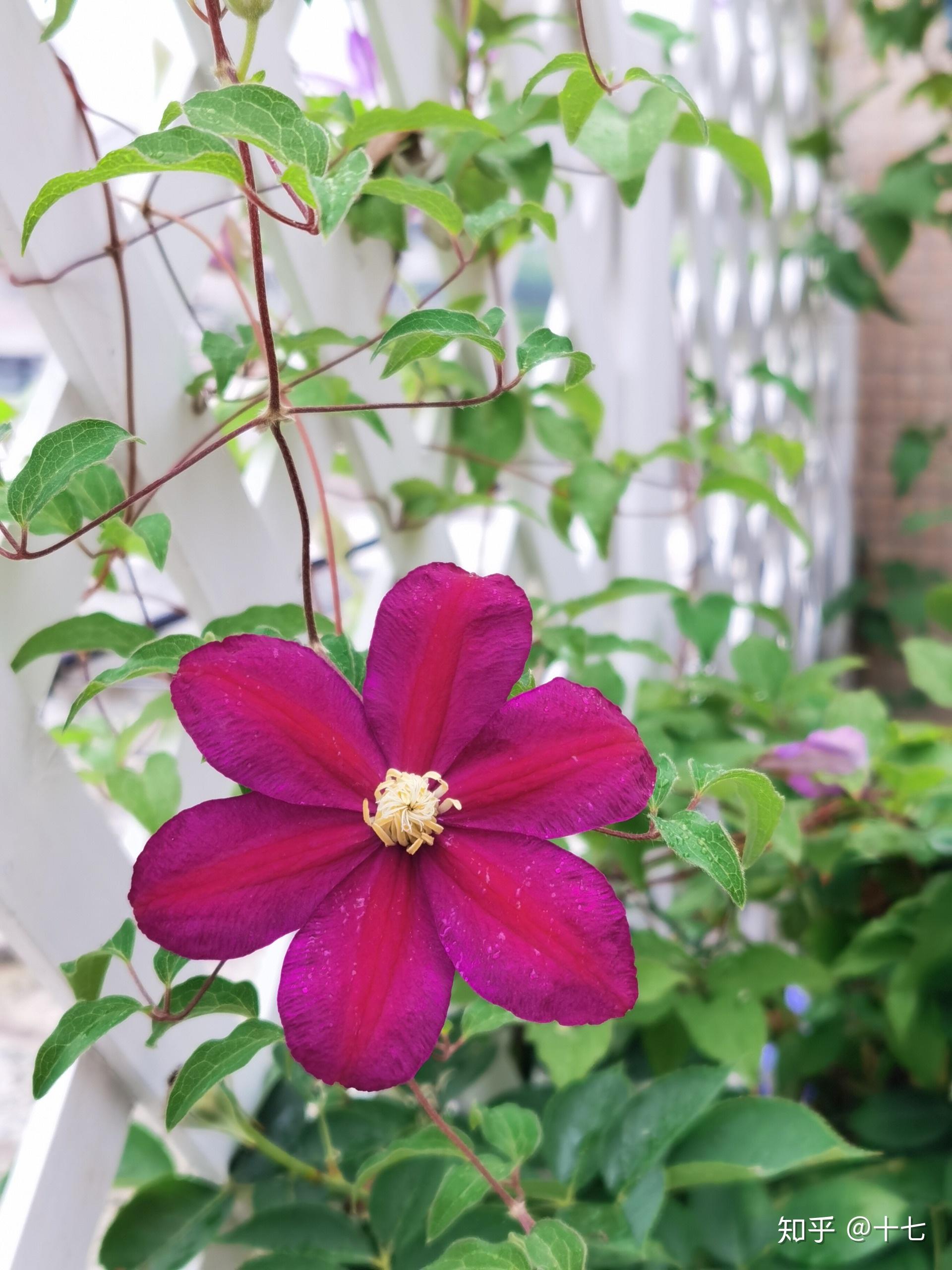 莳花弄草之铁线莲