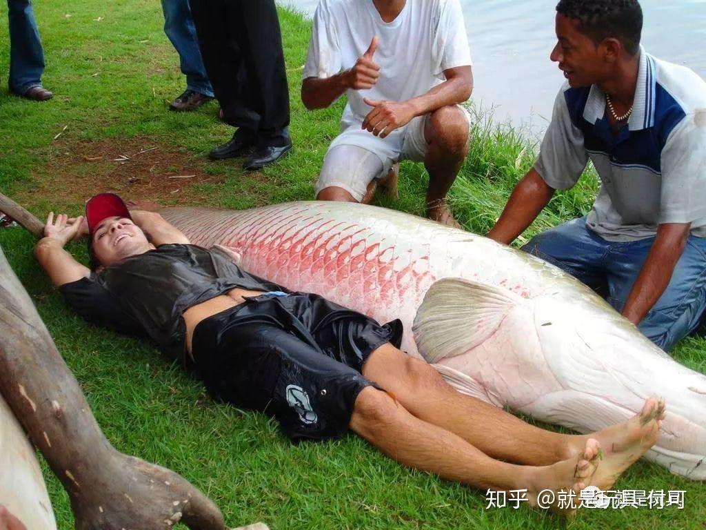 世界最大淡水鱼巨骨舌鱼,现在也能成为你桌上的收藏品了