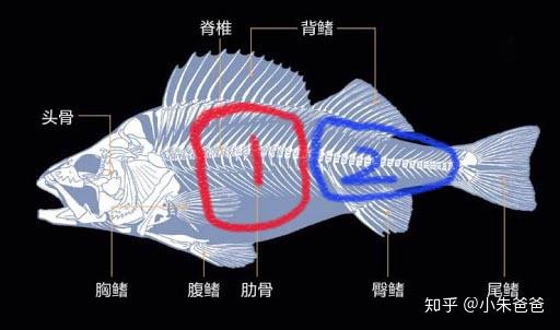 武昌鱼小刺分布图图片