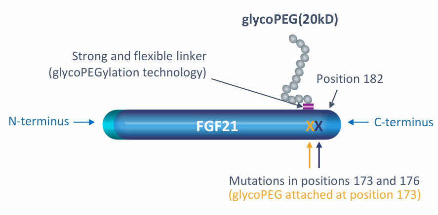 FGF21靶点：从代谢“信使”到代谢性疾病治疗百亿明星 - 知乎