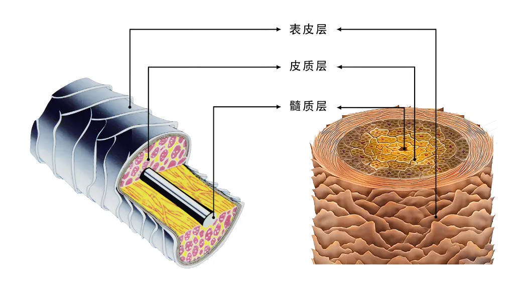 头发的基本结构与护发作用原理 - 知乎