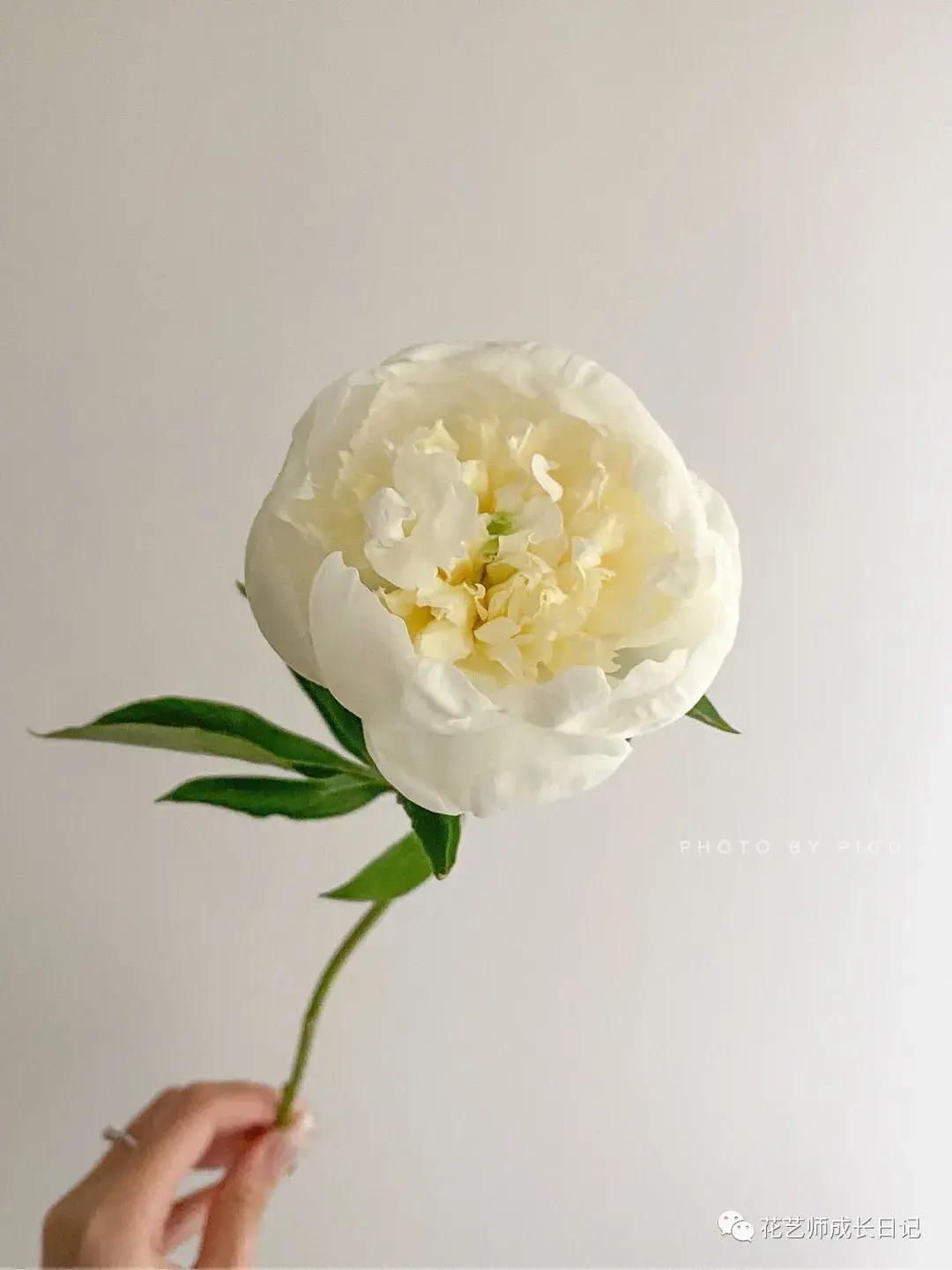 每日一花公爵夫人芍药姿态丰腴雍容美到词穷vol33