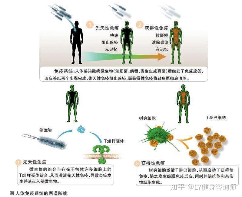 如何增强免疫力：提升自身防御机制的实用指南 (如何增强免疫力最有效的方法)