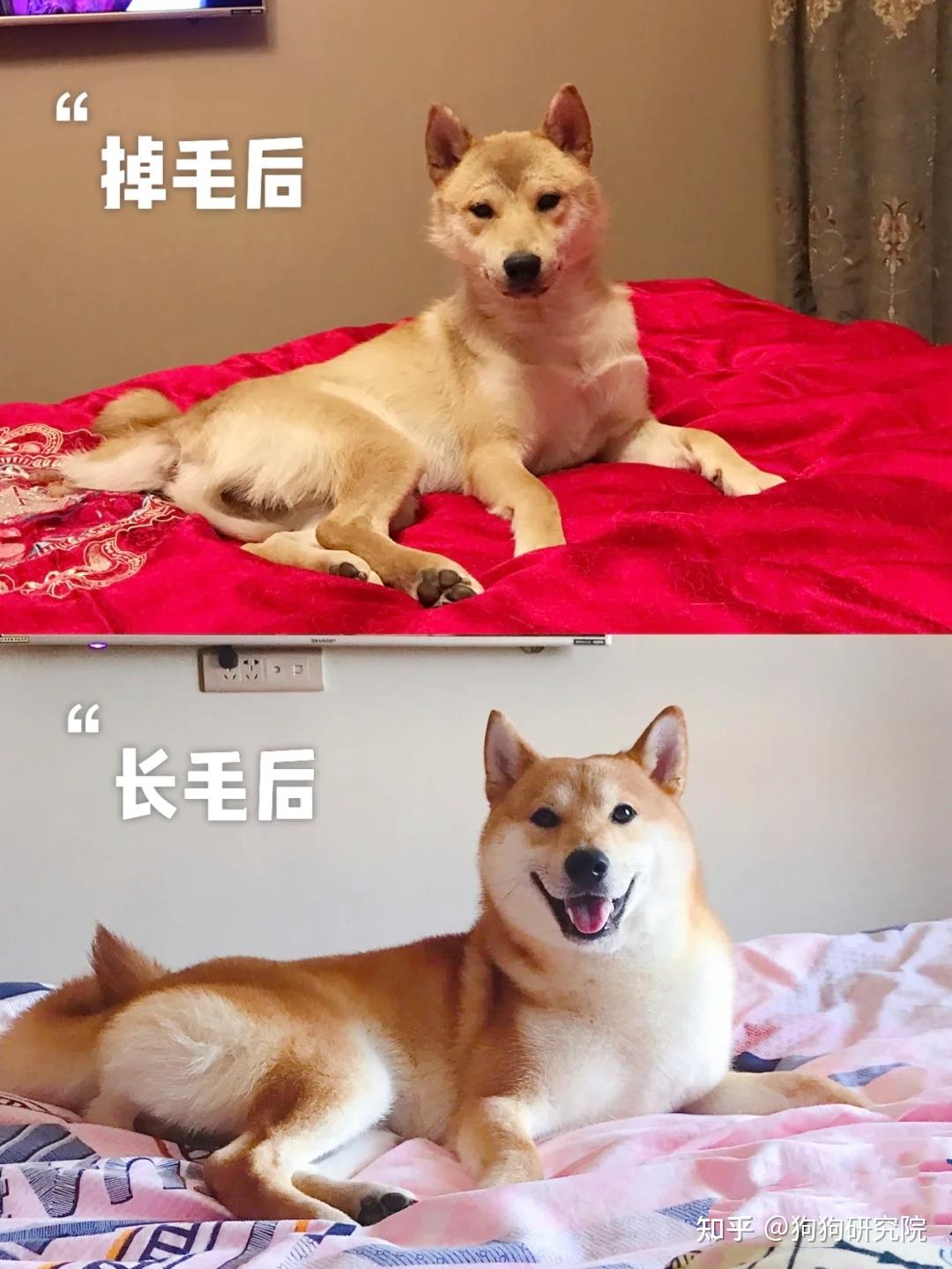 柴犬换毛前后对比图片