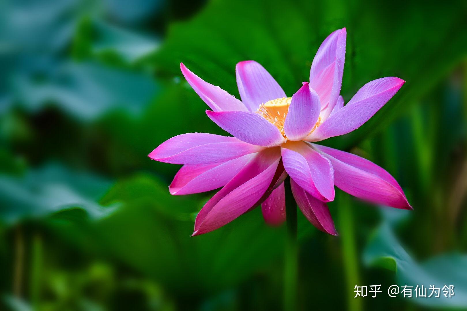 今日白露 - 知乎