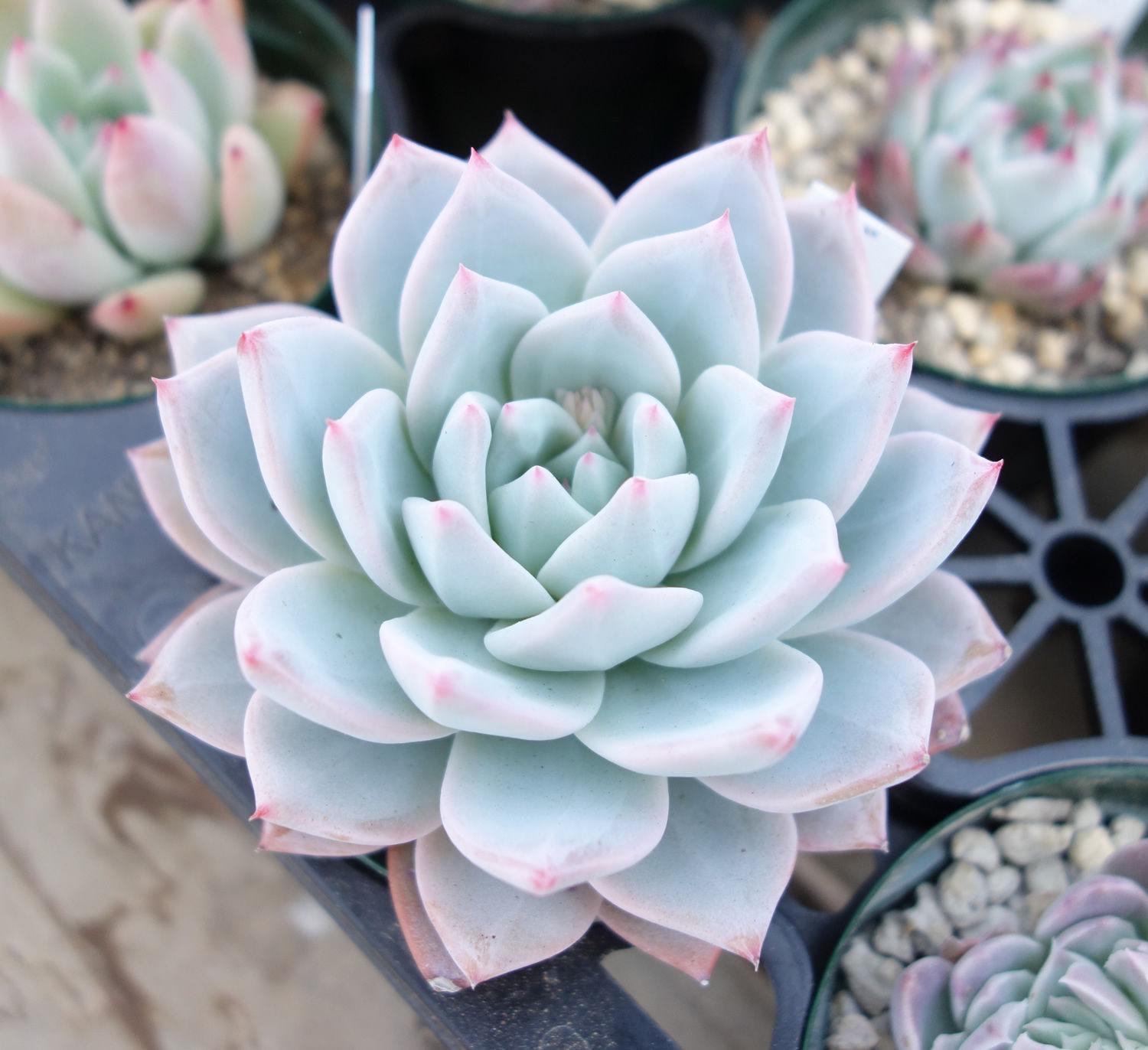 sixteen:蓝鸟-景天科石莲花属